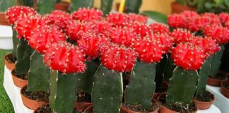cactus injertados