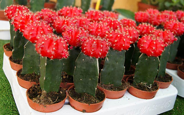 cactus injertados