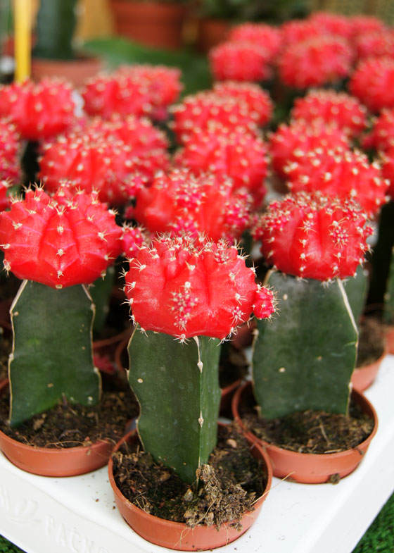 Cactus injertados