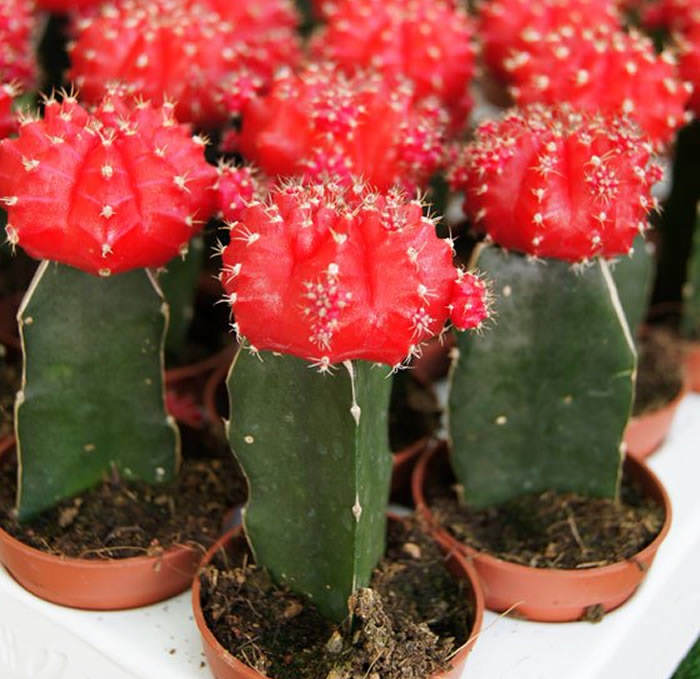 Cactus injertados | Revista de Flores, Plantas, Jardinería, Paisajismo y  Medio ambiente