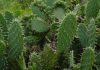 cactus nopal