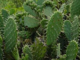 cactus nopal