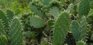 cactus nopal