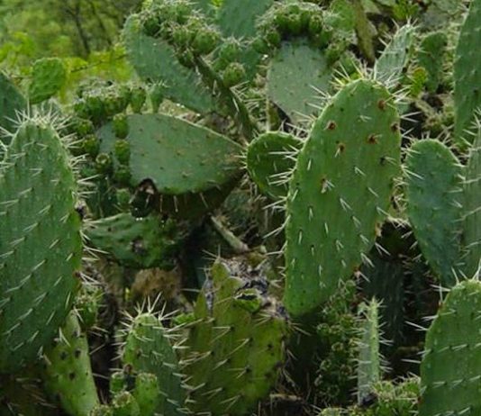 cactus nopal