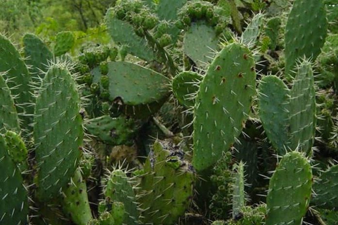 cactus nopal