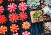 Cactus y plantas crasas