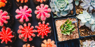 Cactus y plantas crasas