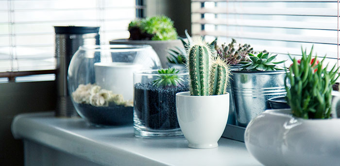 Cactus y plantas crasas como plantas de interior