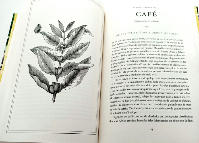 Café, plantas legendarias