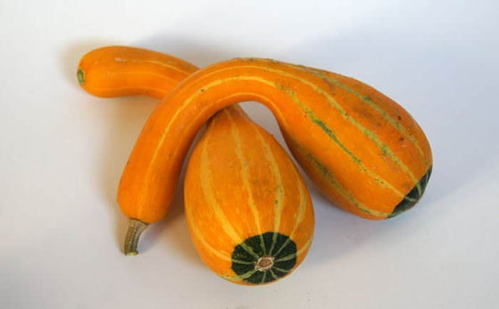 Calabazas decorativas