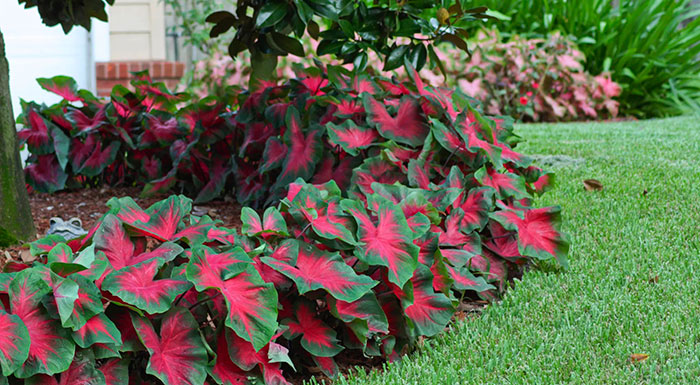 Caladium en el jardín