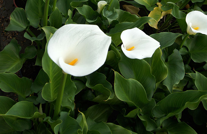 Cala blanca y cala de colores | Revista de Flores, Plantas, Jardinería,  Paisajismo y Medio ambiente