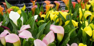 Cultivo de la cala de colores
