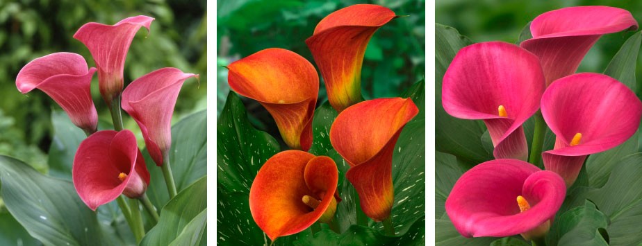 Cultivo de la cala de colores | Revista de Flores, Plantas, Jardinería, Paisajismo Medio ambiente