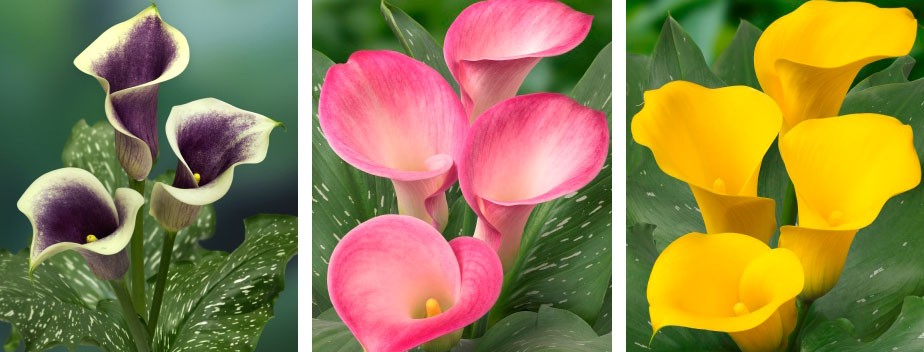 Plantas de cala para flor cortada