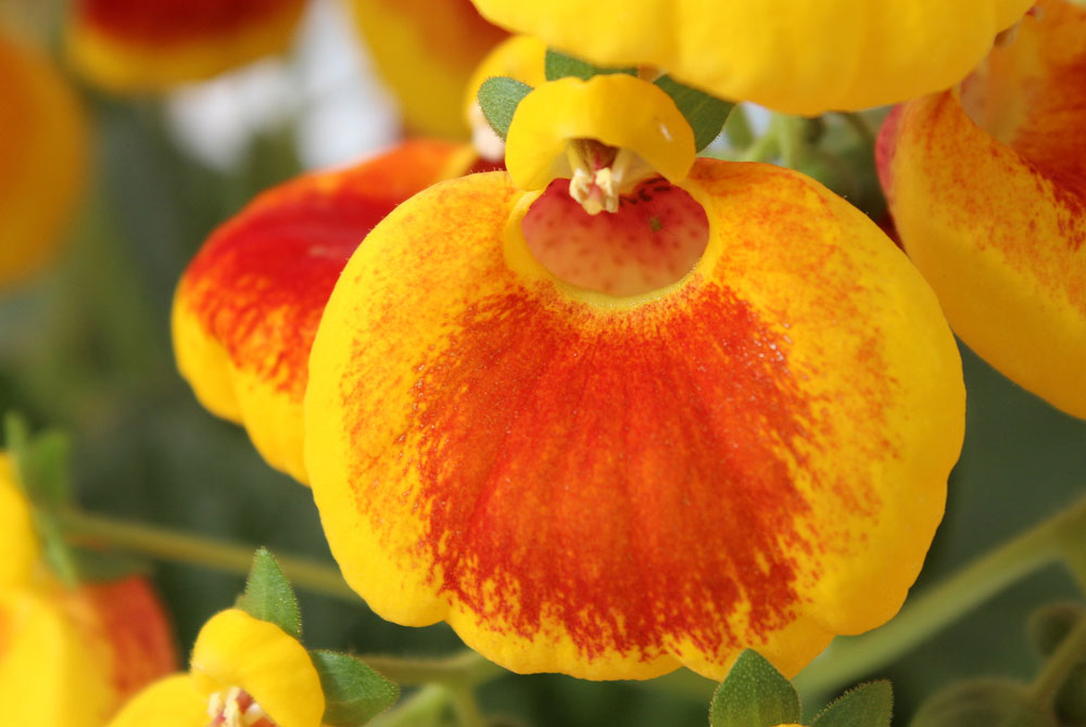 Calceolaria herbeohybrida