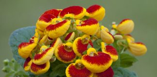Calceolaria herbeohybrida