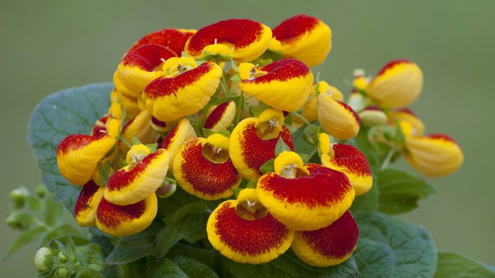 Calceolaria herbeohybrida