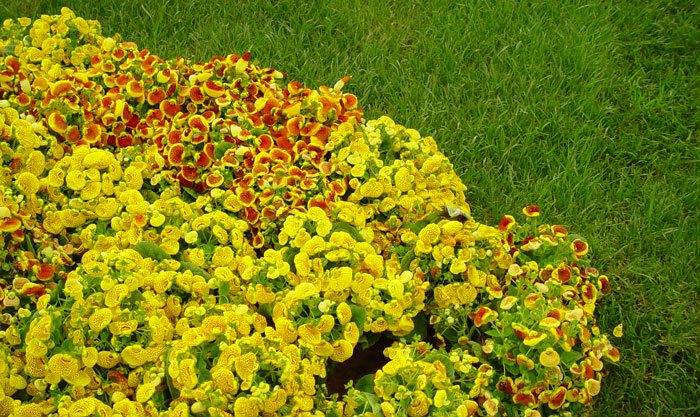 Calceolaria herbeohybrida