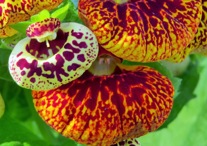 Calceolaria herbeohybrida