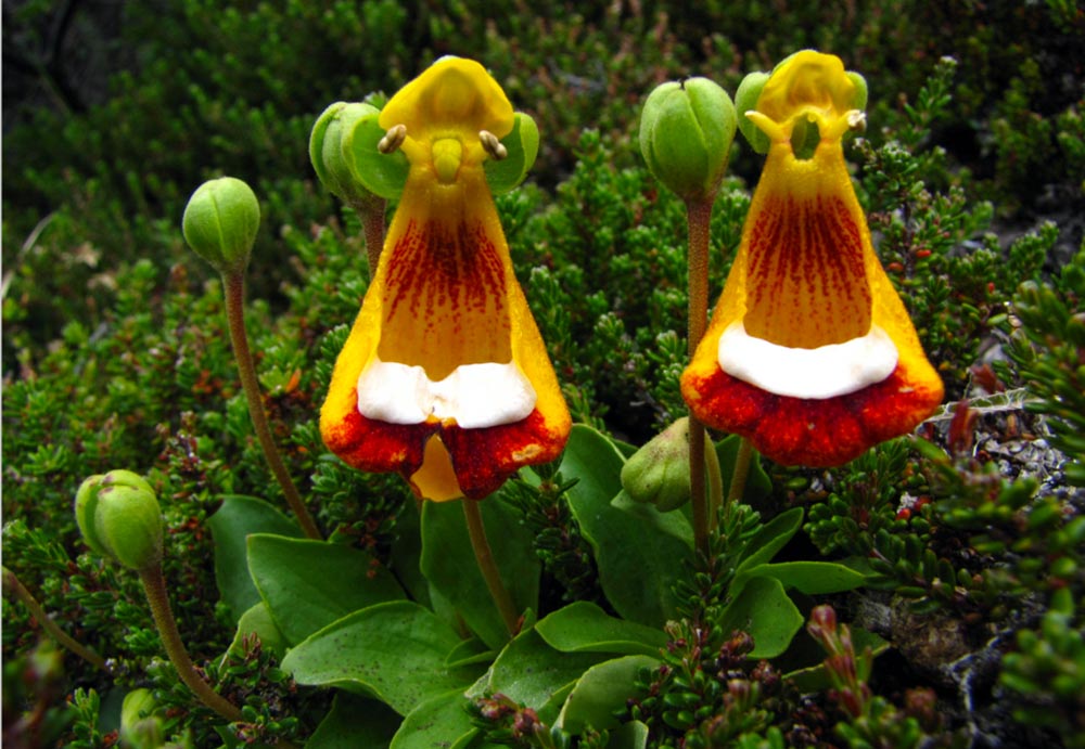 Calceolaria uniflora