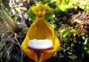 Calceolaria uniflora