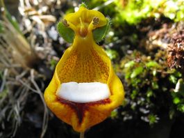 Calceolaria uniflora