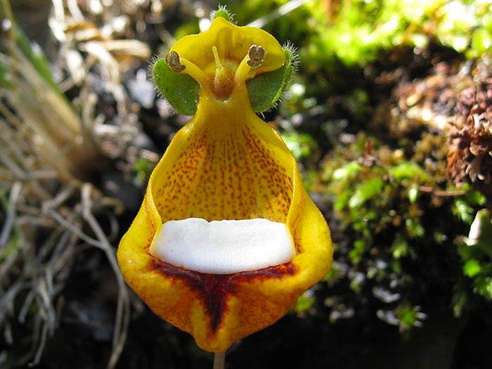 Calceolaria uniflora, «Happy Alien» | Revista de Flores, Plantas,  Jardinería, Paisajismo y Medio ambiente