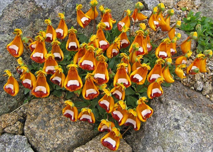 Calceolaria uniflora