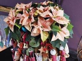 Calendario de Adviento con flores de poinsettia