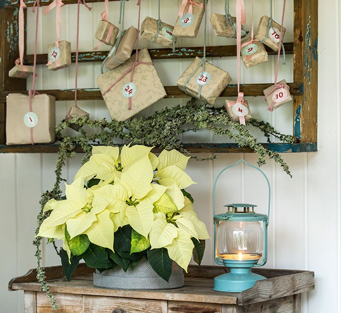 Calendario de Adviento con flores de poinsettia