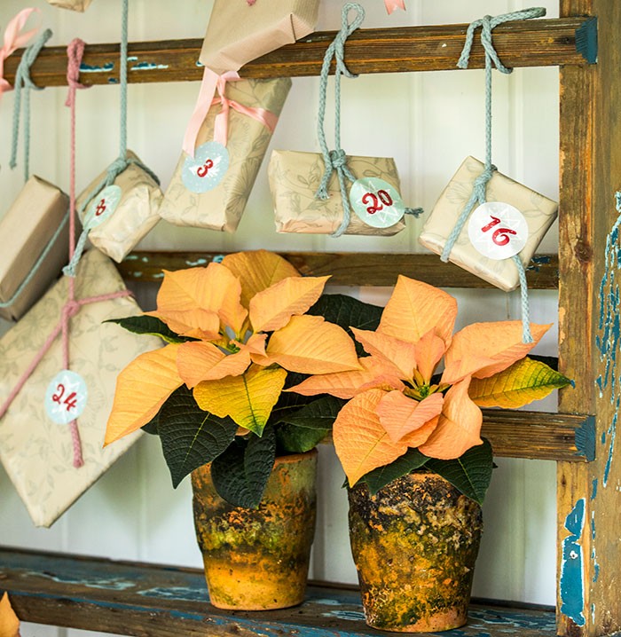 Calendario de Adviento con flores de poinsettia con regalos anudados