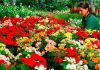 Calendario del jardín en mayo
