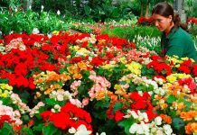 Calendario del jardín en mayo