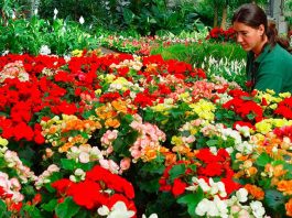 Calendario del jardín en mayo