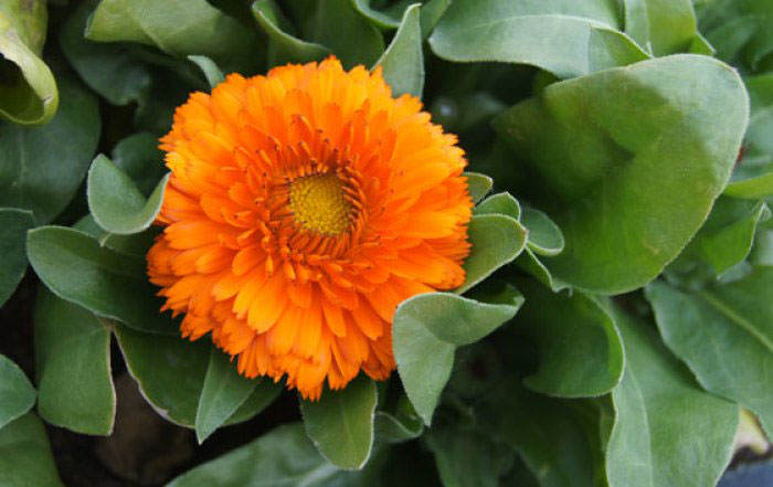 Flores de Calendula officinalis naranja