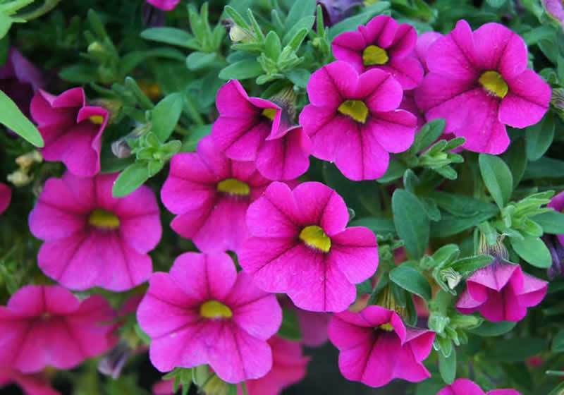 calibrachoa fucsia