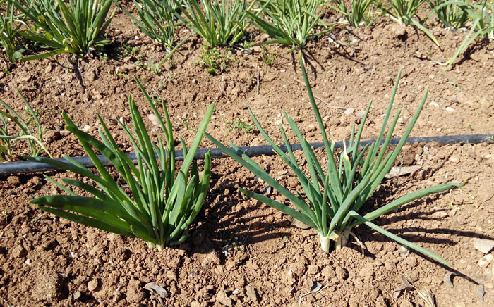 Calçots