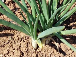 Calçots