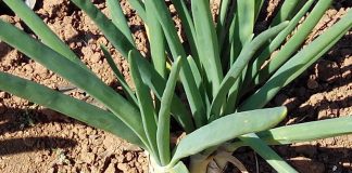 Calçots