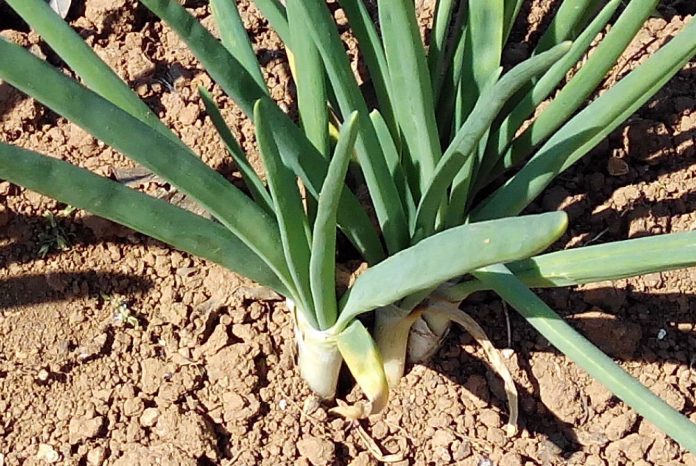 Calçots