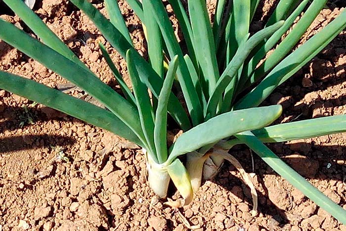 Calçots