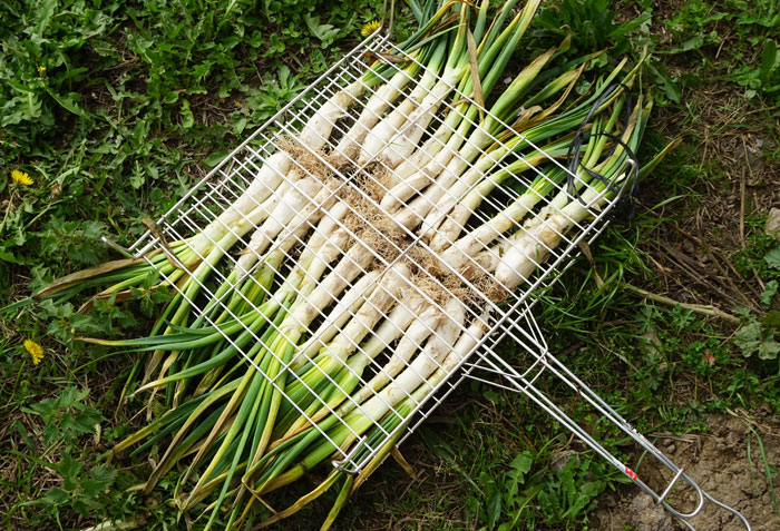 Calçots: cebollas de temporada con protocolo de consumo, babero