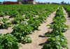 campo cultivo patatas