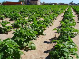 campo cultivo patatas