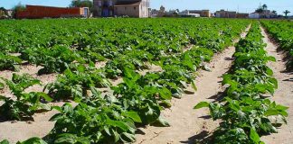 campo cultivo patatas