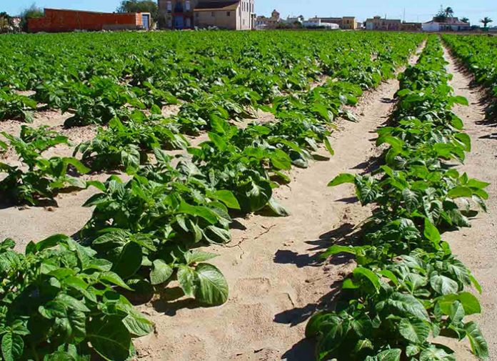 campo cultivo patatas