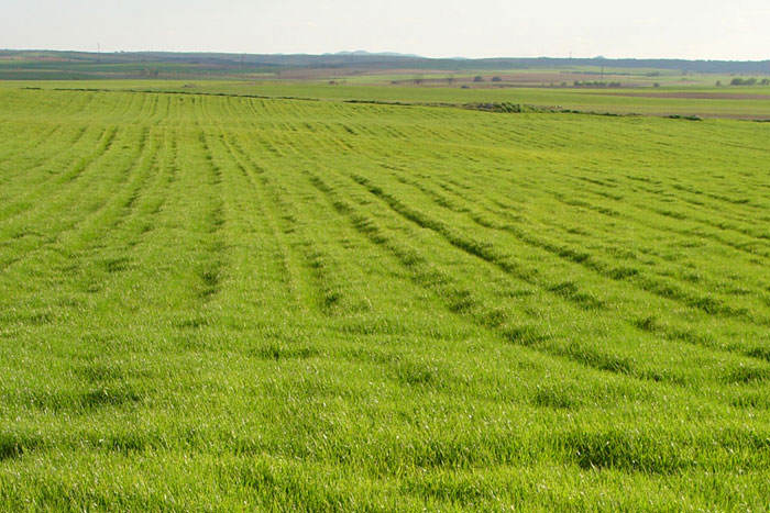 Campo de cereal