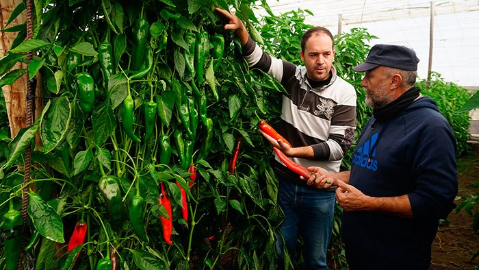 Campo de ensayo de variedades de Nirit Seeds