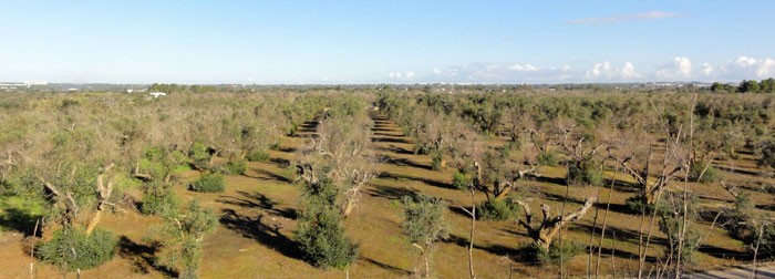 Campo de olivos afectados por la Xylella fastidiosa